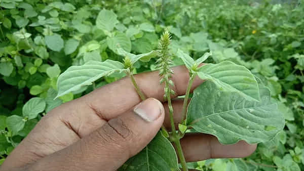 Uttareni Benefits: ఔషధ గుణాల గని ఉత్తరేణి.. ఇలా వాడితే ఎన్ని ప్రయోజనాలో.. ఎక్కడ కనిపించినా వదలొద్దు..
