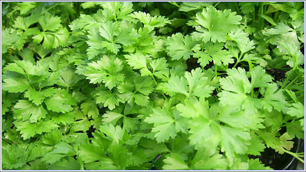 Coriander Benefits: కొత్తిమీరను రోజూ వంటల్లో ఉపయోగిస్తున్నారా.. అయితే ఈ విషయాలు మీకోసమే!!