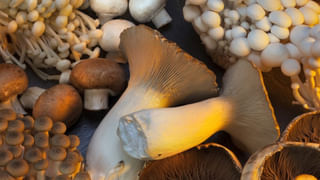 Skincare: పుదీనా ఆకులతో మెరిసే చర్మం.. ఆ సమస్యల నుంచి ఉపశమనం.. మరి ఎలా ఉపయోగించాలంటే..?