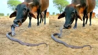 Viral Video: వీధి కుక్కకోసం ప్రాణాలకు తెగించిన ఇద్దరు చిన్నారులు .. సూపర్‌ హీరోస్‌ అంటున్న నెటిజన్లు..