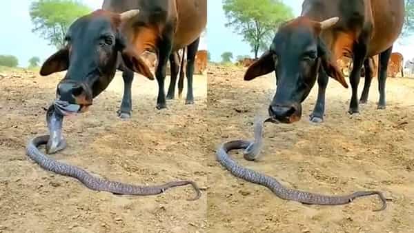 Viral Video: ఆవు ముందు పడగ విప్పిన పాము.. ఏం చేసిందో చూడండి!!