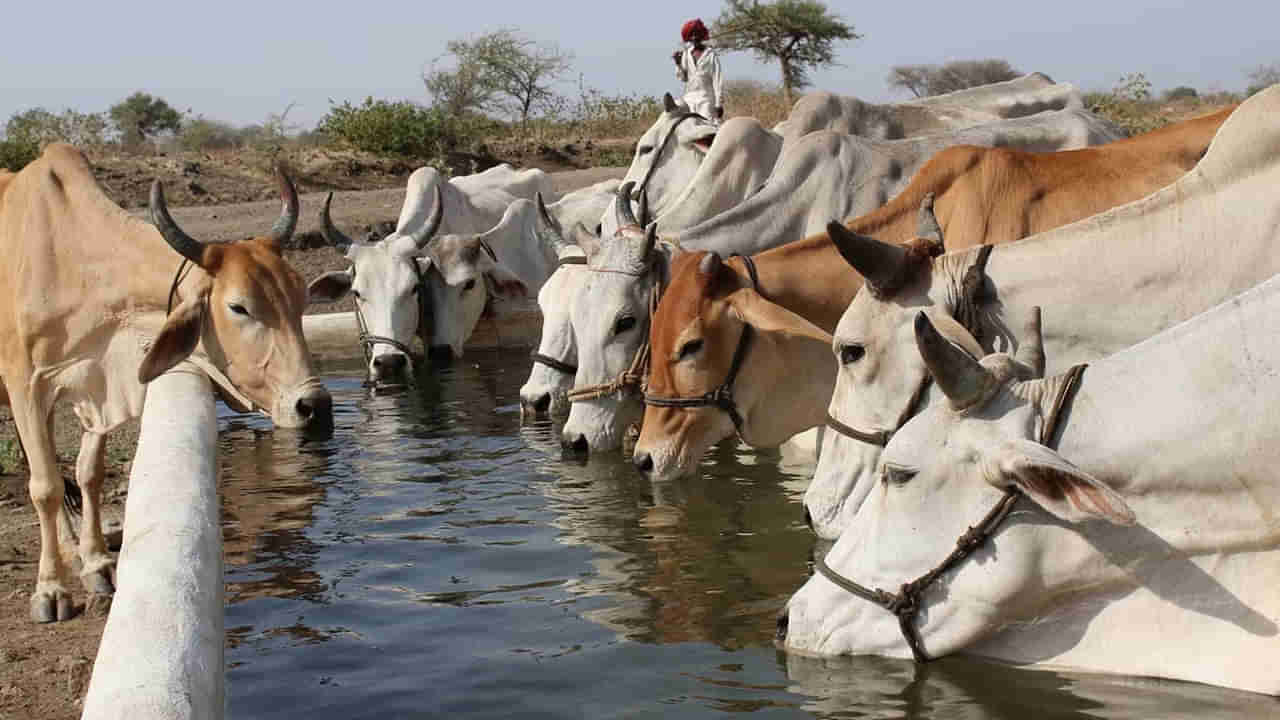 మెడికల్ కాలేజ్లో ఆవులు పట్టుకుని విక్రయిస్తున్న సిబ్బంది.. కట్ చేస్తే పెద్ద నెట్వర్క్