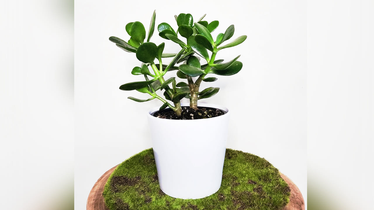 ఫ్రెండ్‌షిఫ్ డే రోజన క్రాసులా మొక్కను బహుమతిగా ఇవ్వడం కూడా చాలా శుభప్రదంగా పరిగణించబడుతుంది. ఈ మొక్కను కుబేరుడికి ప్రతీకగా పేర్కొంటారు. దీనిని బహుమతిగా ఇవ్వడం వలన జీవితంలో ధనలాభం కలిగే అవకాశం ఉంటుంది.