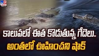 అయ్యో.. ఈ కుక్కకు వచ్చిన కష్టం ఎవరికీ రాకూడదు..