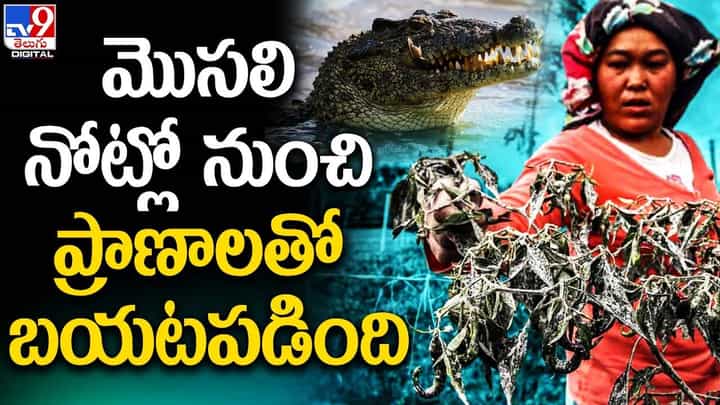 మొసలి నోట్లో నుంచి ప్రాణాలతో బయటపడింది మొసలి నోట్లో నుంచి ప్రాణాలతో బయటపడింది