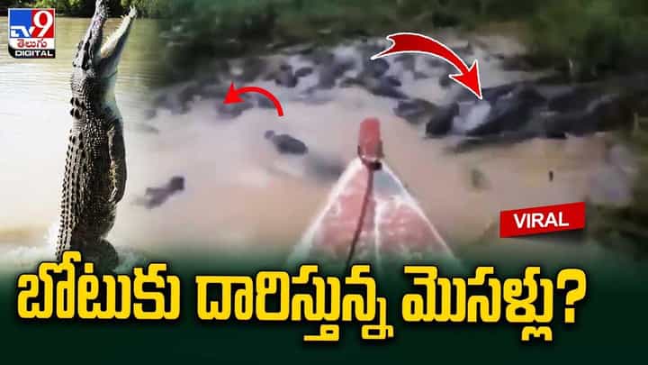 మొసళ్ల మధ్యనుంచి దూసుకెళ్తోన్న బోటు !! నెట్టింట వైరల్ అవుతున్న షాకింగ్ వీడియో మొసళ్ల మధ్యనుంచి దూసుకెళ్తోన్న బోటు !! నెట్టింట వైరల్ అవుతున్న షాకింగ్ వీడియో
