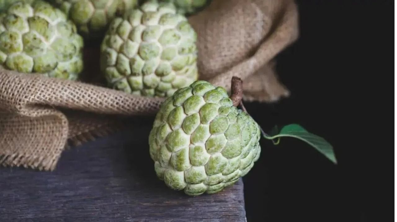 Custard Apple: సీతాఫలంలో మానవ శరీరానికి అవసరైమన విటమిన్స్, మినరల్స్, ఇతర ప్రయోజనకర పోషకాలు పుష్కలంగా ఉంటాయి. ఈ కారణంగా సీతాఫలం మన ఆరోగ్యాన్ని రక్షించగల శక్తిని కలిగి ఉంటుంది. 