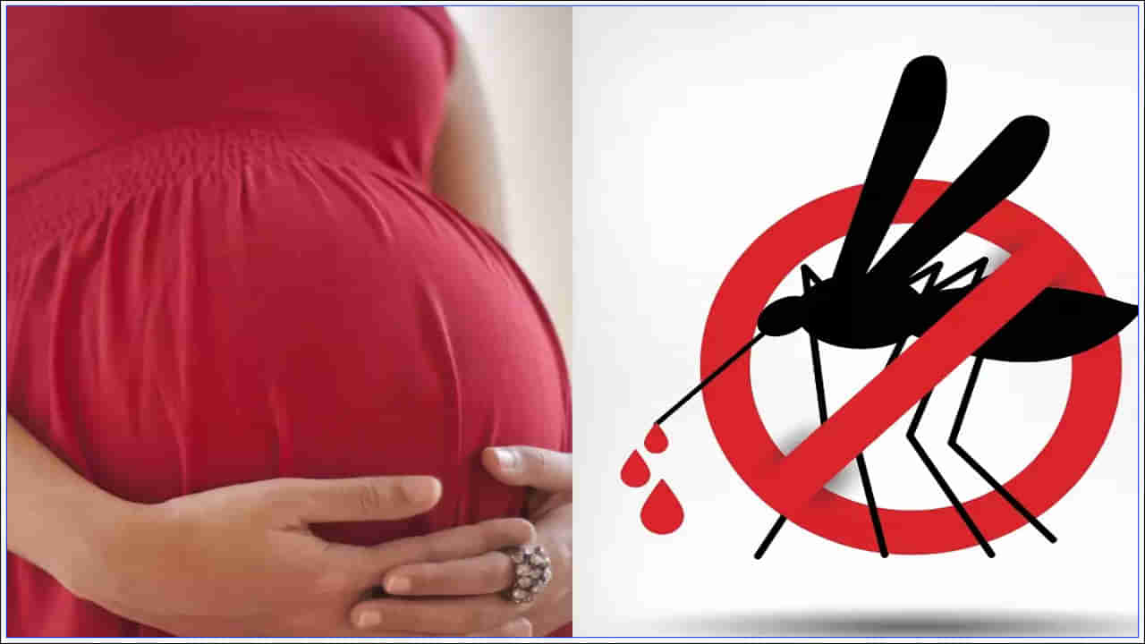Dengue During Pregnancy: గర్భధారణ సమయంలో డెంగ్యూ ప్రాణాంతకం కావచ్చు.. నివారణ పద్దతులు తెలుసుకోండి
