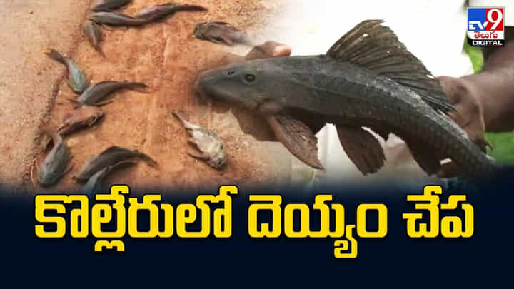 Devil Fish: అయ్యబాబోయ్.. ఇదేంటి ఇలా ఉంది.. కొల్లేరులో దెయ్యం చేప.. వైరల్ వీడియో. Devil Fish: అయ్యబాబోయ్.. ఇదేంటి ఇలా ఉంది.. కొల్లేరులో దెయ్యం చేప.. వైరల్ వీడియో.