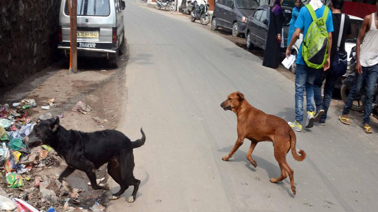 Stray Dog: ఎమ్మిగనూరులో కుక్కలు స్వైర విహారం, చిన్నారి సహా ఇద్దరికి తీవ్ర గాయాలు.. అధికారుల నిర్లక్ష్యం అంటూ ఆందోళన