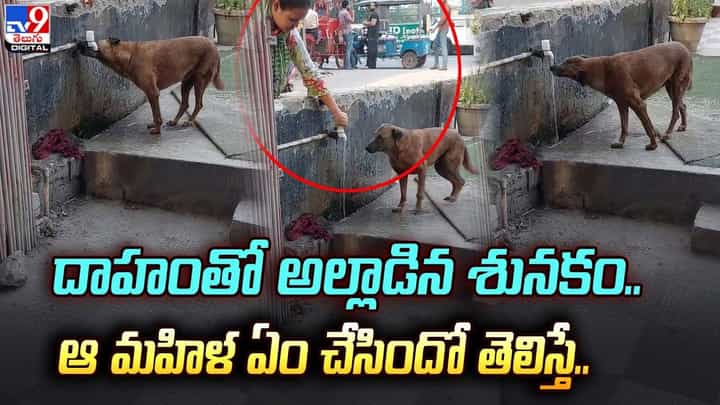 దాహంతో అల్లాడిన శునకం.. ఆ మహిళ ఏం చేసిందో తెలిస్తే !! దాహంతో అల్లాడిన శునకం.. ఆ మహిళ ఏం చేసిందో తెలిస్తే !!