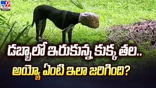 పురి విప్పి నాట్యం ఆడిన నెమలి.. ఆ రైతు ఏంచేశాడంటే ??