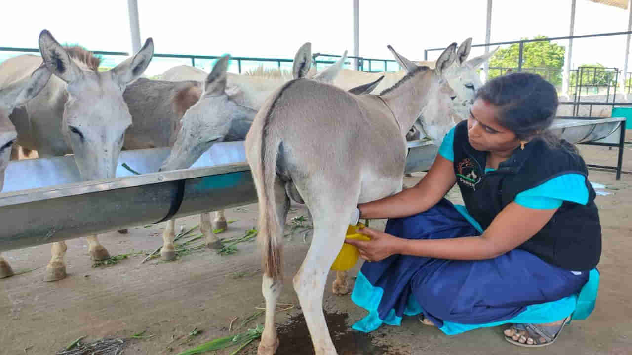 Donkey’s milk: బాబోయ్‌..! గాడిద పాలకు భలే గిరాకీ..  లీటర్‌ ధర పదివేలకు చేరువగా..!!