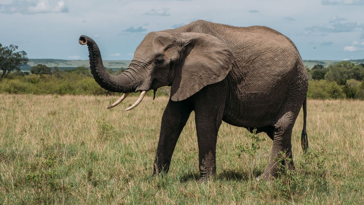 Andhra Pradesh: గ్రామాల్లో రెచ్చిపోతున్న ఏనుగు.. భయంతో వణికిపోతున్న స్థానికులు