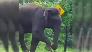 Watch: అద్దంలా కనిపించే అరుదైన చేప.. తరతరాలుగా సముద్ర శాస్త్రవేత్తలను ఆకర్షిస్తూ..