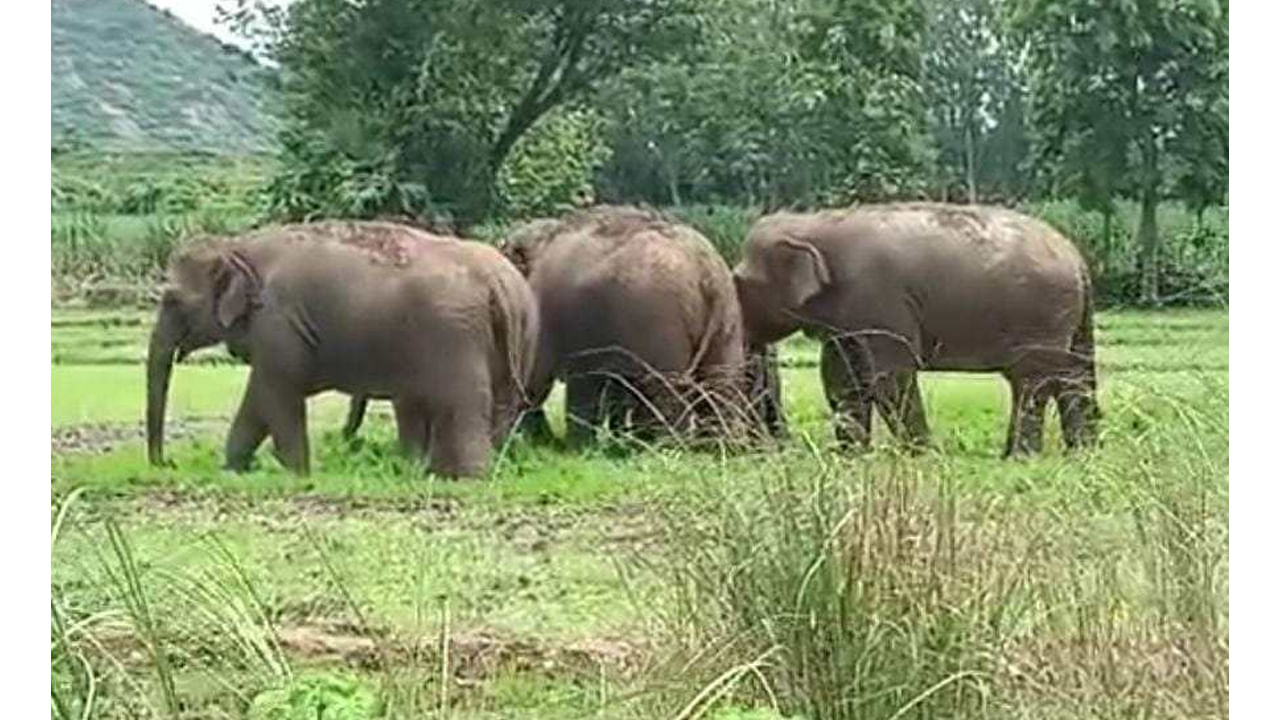 Elephants