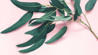 Black Salt Benefits: కూరల్లో సాధారణ ఉప్పుకి బదులు దీనిని వాడండి.. అద్భుతమైన ప్రయోజనాలు పొందండి