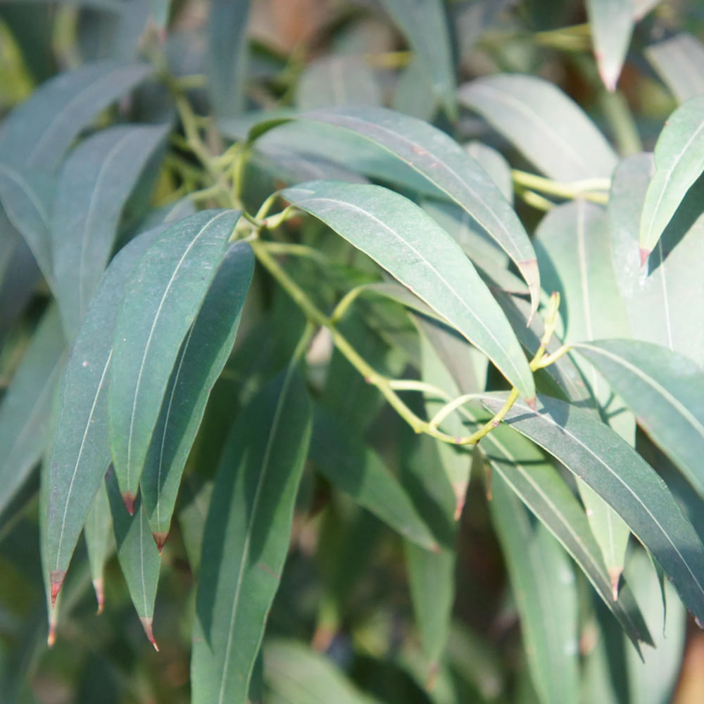 నీలగిరి తైలం సబ్బులు, క్లెన్సర్లు, స్టెయిన్ రిమూవర్లు, లాండ్రీ డిటర్జెంట్, గార్డెన్ స్ప్రే వంటి అనే శుభ్రపరిచే ఉత్పత్తులను తయారు చేయడానికి ఉపయోగిస్తారు. నీలగిరి తైలం చాలా మంచి వాసన కలిగి ఉంటుంది. 