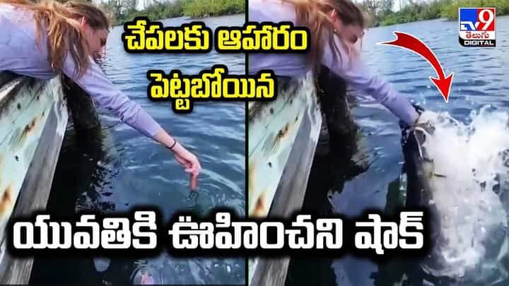 చేపలకు ఆహారం పెట్టబోయిన యువతికి ఊహింని షాక్ చేపలకు ఆహారం పెట్టబోయిన యువతికి ఊహింని షాక్