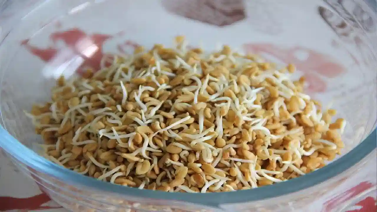 Home Remedies: మొలకెత్తిన మెంతుల్లో అద్భుతమైన ఔషధ గుణాలు.. అనేక అనారోగ్యాలకు చక్కటి పరిష్కారం