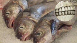 Watch Video: ప్రమాదకంగా విమానం రెక్కలపై సిబ్బంది డ్యాన్సులు.. స్పందించిన యాజమాన్యం..