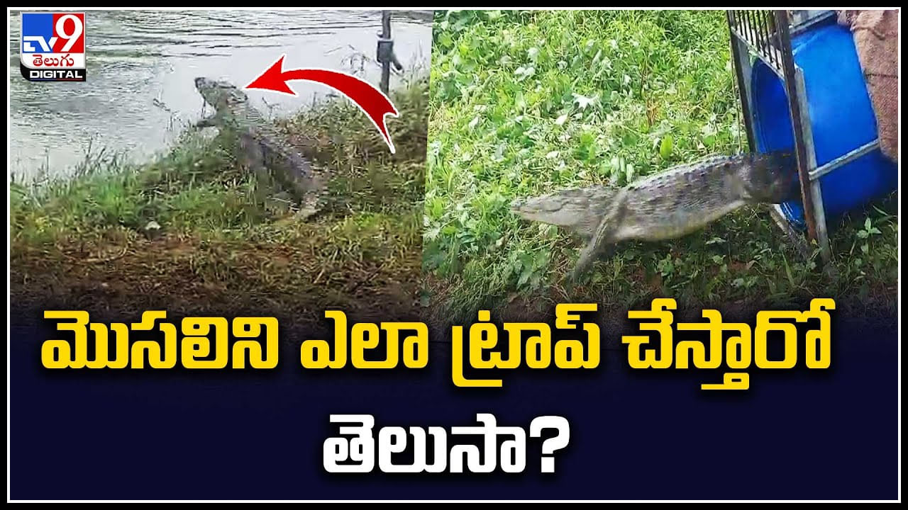 Crocodile: మొసలిని ఎలా ట్రాప్ చేస్తారో తెలుసా..? అదిరిపోయే వీడియో వైరల్..