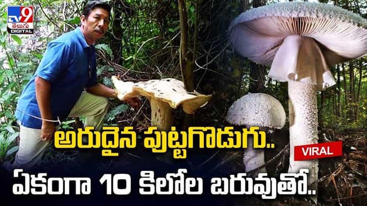 అరుదైన పుట్టగొడుగు..ఏకంగా 10 కిలోల బరువుతో.. అరుదైన పుట్టగొడుగు..ఏకంగా 10 కిలోల బరువుతో..