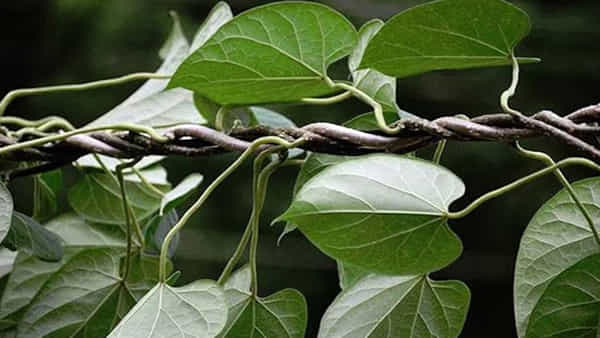 Monsoon: వర్షాకాలంలో రోగనిరోదక శక్తిని పెంచే తిప్పతీగ... రోజుకు 2ఆకులు నమిలితే ఎన్ని లాభాలో తెలుసా..?