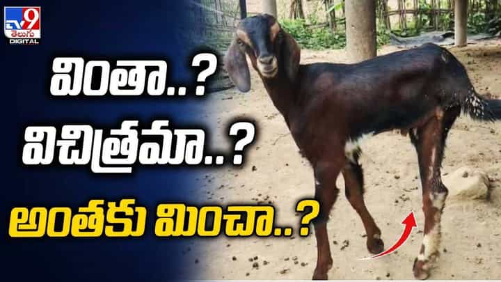 మూడు కాళ్లతో పుట్టిన మేక, కొబ్బరి చెట్టుకు ఆరు తలలు.. మూడు కాళ్లతో పుట్టిన మేక, కొబ్బరి చెట్టుకు ఆరు తలలు..