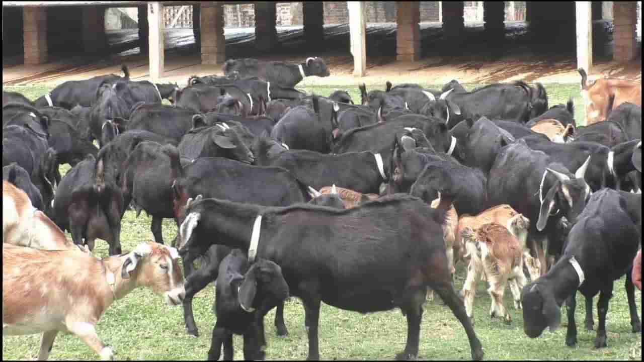 Business Ideas: తక్కువ పెట్టుబడితో నెలకు రెండు లక్షల రాబడి.. గ్రామీణులకు అనువైన బెస్ట్‌ బిజినెస్‌ ఐడియా..!