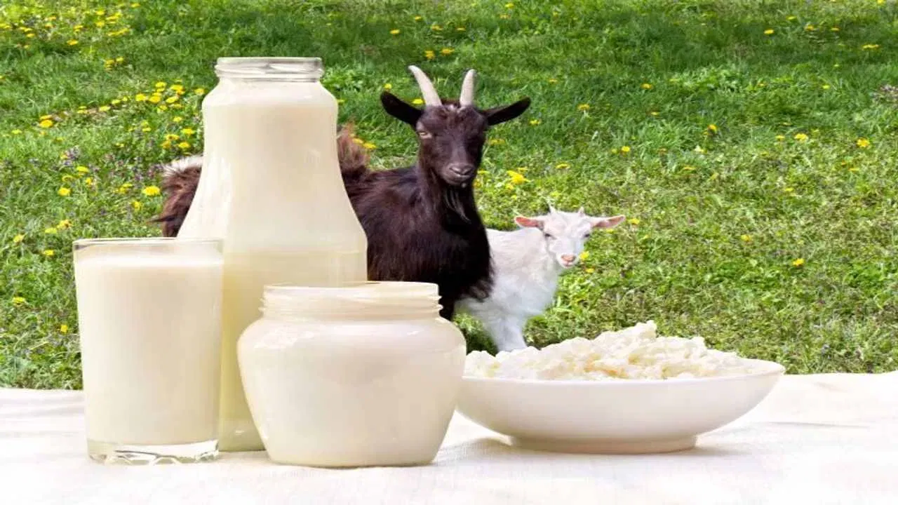 Health Benefits of Goat Milk: మేకపాలు తాగితే ఎన్ని ఆరోగ్య ప్రయోజనాలో.. ఈ వ్యాధులకు దూరంగా ఉండొచ్చు!!