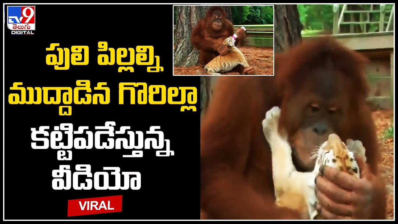 Gorilla: నీ ప్రేమ తగలెయ్య..! అని పక్కకు వెళ్తున్నా..! పులి పిల్లల్ని ముద్దాడిన గొరిల్లా.