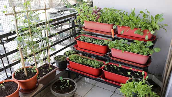 Balcony Farming: ఇంట్లోనే ఆర్గానిక్ పంటలను ఇలా చేయండి.. తక్కువ స్థలంలో ఎక్కువ సాగు..