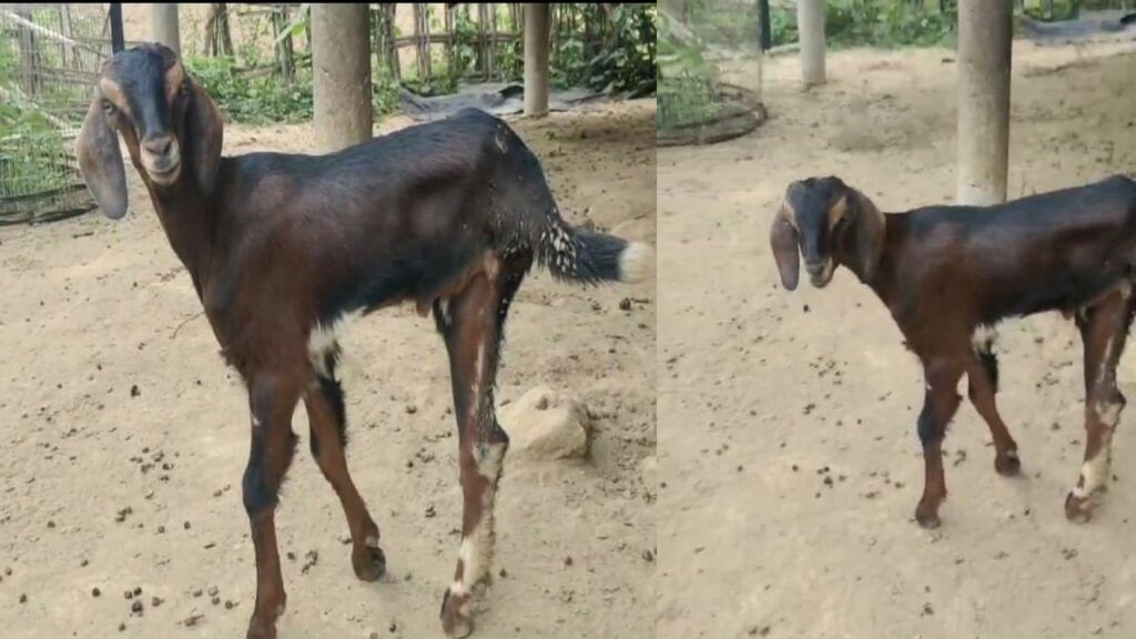 Three Legs Goat