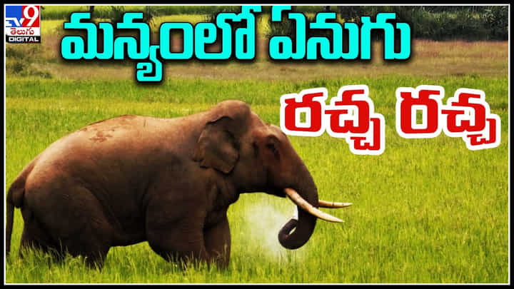 Elephants: మన్యం జిల్లాలో గుంపు నుండి తప్పిపోయిన ఏనుగు.. తోటి ఏనుగుల కోసం వెతుకులాట. Elephants: మన్యం జిల్లాలో గుంపు నుండి తప్పిపోయిన ఏనుగు.. తోటి ఏనుగుల కోసం వెతుకులాట.