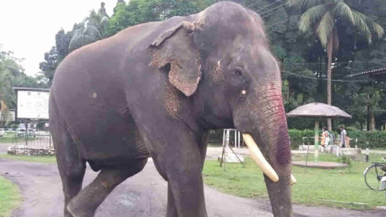 Indias Oldest Elephant Dies: భారతదేశంలోని అత్యంత వృద్ధ ఏనుగు మృతి.. అనారోగ్యంతో మరణించిన బిజులీ ప్రసాద్ వయసెంతో తెలుసా..?