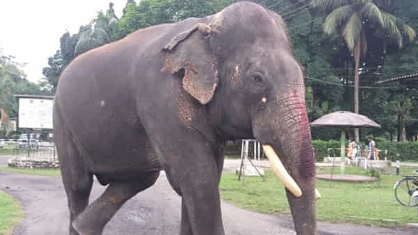 Indias Oldest Elephant Dies: భారతదేశంలోని అత్యంత వృద్ధ ఏనుగు మృతి.. అనారోగ్యంతో మరణించిన బిజులీ ప్రసాద్ వయసెంతో తెలుసా..?