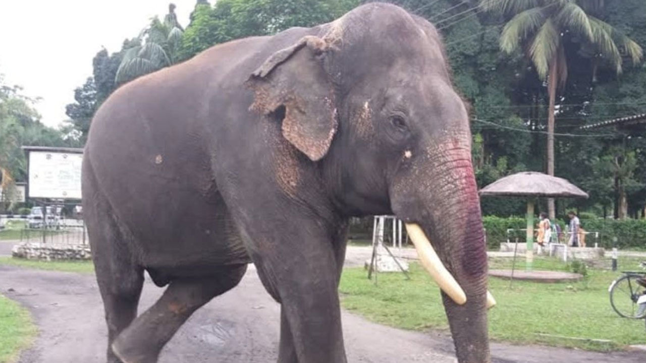 India's Oldest Elephant Dies: భారతదేశంలోని అత్యంత వృద్ధ ఏనుగు మృతి.. అనారోగ్యంతో మరణించిన బిజులీ ప్రసాద్ వయసెంతో తెలుసా..?