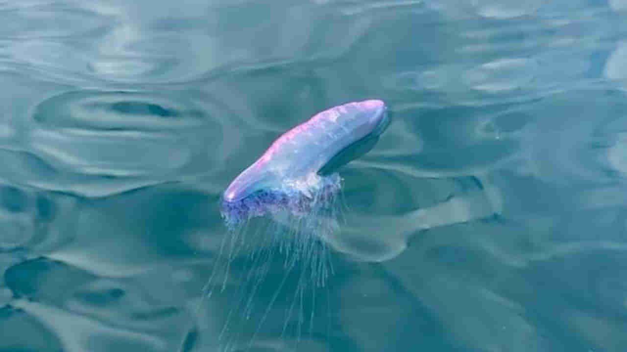 Jelly Fish: నీలి రంగు ప్లాస్టిక్ బ్యాగ్ లా కనిపించే ఈ జీవి అందంగా ఉందని టచ్ చేశారో... ప్రమాదాన్ని కొనితెచ్చుకున్నట్లే..