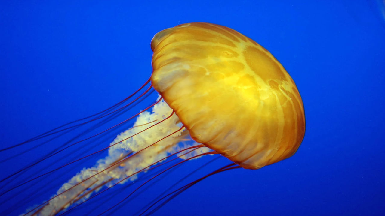 Jellyfish- ఎప్పుడూ నిద్రపోదేజ అలసిపోయినప్పుడు ఈ రకం జెల్లీ చేపలు..తమ శరీరాన్ని రిలాక్స్ చేస్తాయి..అయితే ఆ సమయంలో కూడా జెల్లీ ఫిష్ అప్రమత్తంగా ఉండటం విశేషం. 
