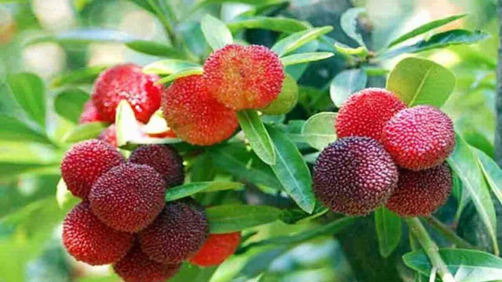 Kafal Fruits