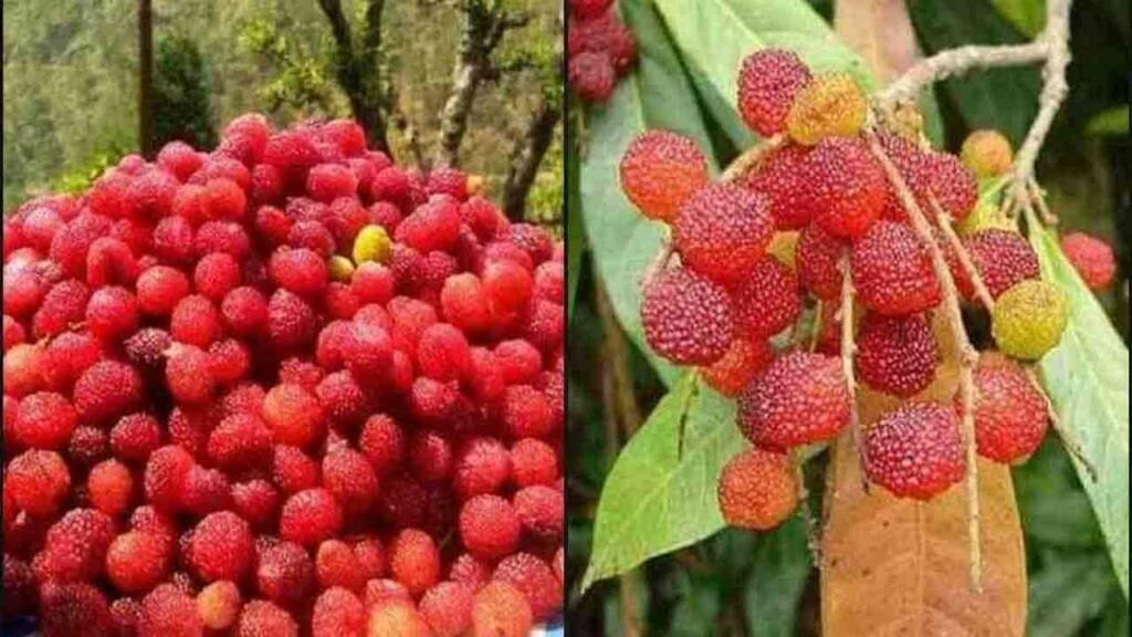 Kafal Fruits