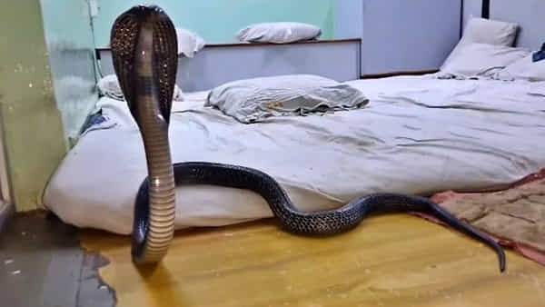 King Cobra: బాబోయ్ భారీ కింగ్ కోబ్రా.. మంచంపైకెక్కి దిండు కింద దూరింది.. అంతలోనే పడుకుందామని వచ్చిన వ్యక్తికి..