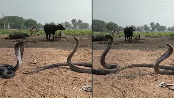Watch Viral Video: రెండు కింగ్కోబ్రాల డ్యాన్స్ ఎప్పుడైనా చూశారా...? అద్భుతమైన వీడియో వైరల్.. తప్పక చూడాల్సిందే..!
