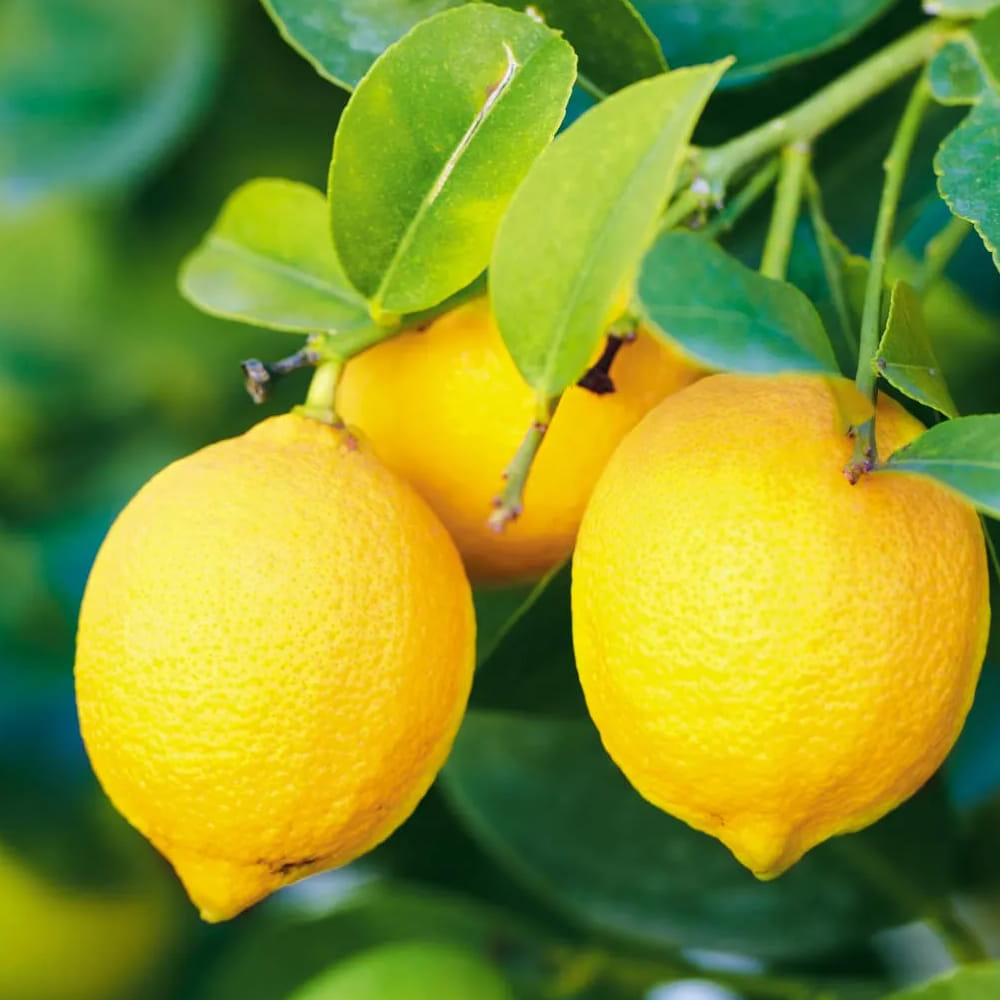 నిమ్మకాయ: నిమ్మకాయలు తీసుకోవడం వలన చాల ప్రయోజనాలు ఉన్నాయి. సాధారణ రోజుల్లో కూడా నిమ్మకాయ జ్యూస్ తీసుకోవచ్చు. గోరువెచ్చని నీరు, తేనె లో నిమ్మరసం కలిపి తీసుకోవాలి. నిమ్మకాయ జలుబు, ఫ్లూ, ఫుడ్ పాయిజనింగ్ వంటి వాటిని తగ్గించడంలో ఉపయోగపడుతుంది.