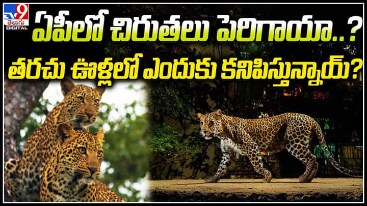 Leopards: ఏపీలో చిరుతలు పెరిగాయా..? తెలుగు రాష్ట్రాల్లో దర్జాగా బయటకొస్తున్న చిరుతలు.. Leopards: ఏపీలో చిరుతలు పెరిగాయా..? తెలుగు రాష్ట్రాల్లో దర్జాగా బయటకొస్తున్న చిరుతలు..