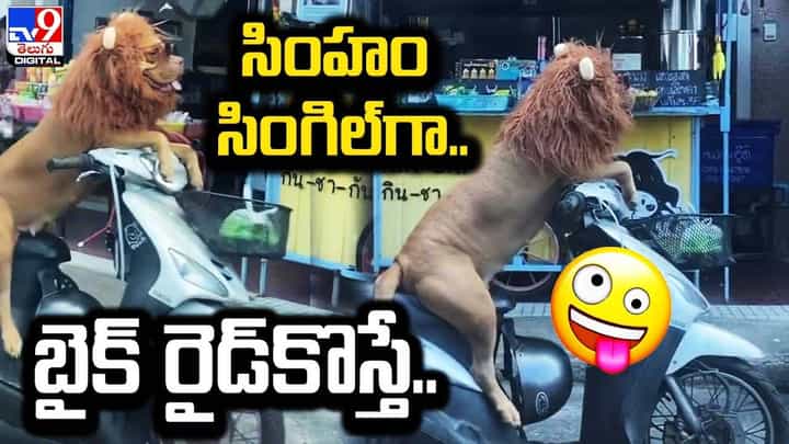 బైక్పై సింహం షికార్లు !! ఫన్నీ కామెంట్లతో హోరెత్తిస్తున్న నెటిజన్లు బైక్పై సింహం షికార్లు !! ఫన్నీ కామెంట్లతో హోరెత్తిస్తున్న నెటిజన్లు