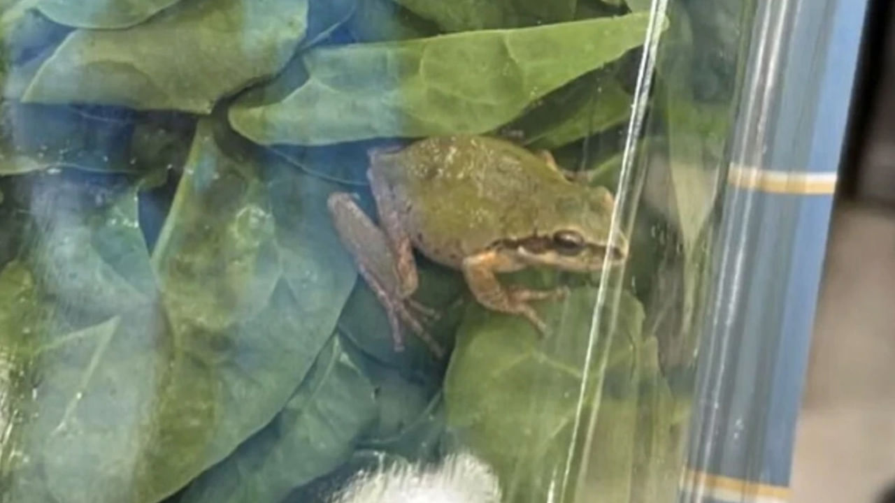 Live Frog In Packet 1