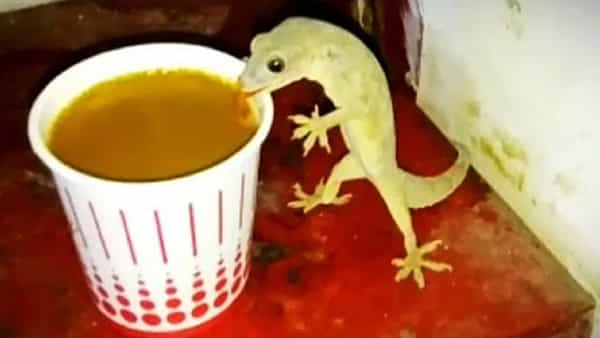 Viral Video: టీ తాగుతున్న బల్లి..? ఒక్కో సిప్ ఎంజాయ్ చేస్తూ.. వీడియో చూస్తే అవాక్కే..!