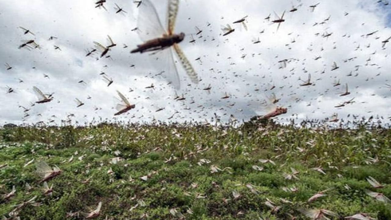 Locust Attack: రాజస్థాన్ సరిహద్దులో భారీ మొత్తంలో మిడతల గుడ్లు.. ప్రమాదానికి సంకేతం అంటూ హెచ్చరిక..